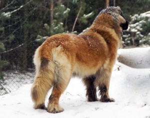 Le Leonberg, chien aimant et doux géant