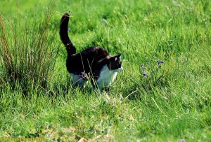 L'adolescence chez le chat : chronique d'un drame programmé