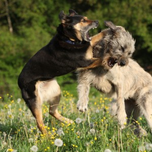 Education et comportement : peut-on arrêter deux chiens qui se battent ?