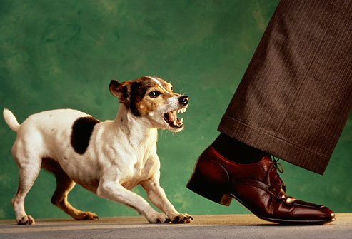 Comportement : pourquoi les chiens de petite race sont-ils souvent hargneux ?