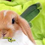 Quels aliments frais sont toxiques pour les lapins ? (liste)
