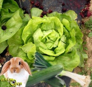 Quels aliments frais sont toxiques pour les lapins ? (liste)