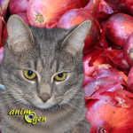 Alimentation et santé : l'ail et l'oignon, des aliments toxiques pour les chats