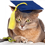 Education et comportement : comment les chats apprennent-ils ?