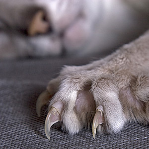 Education et comportement : comment les chats apprennent-ils ?
