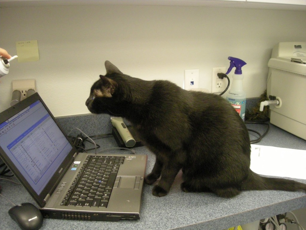 Education et comportement : comment les chats apprennent-ils ?