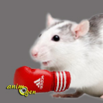 Comportement : la relation entre jeu et établissement de la hiérarchie chez les rats