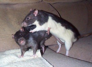 Comportement : la relation entre jeu et établissement de la hiérarchie chez les rats