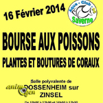 Bourse aux poissons, plantes et boutures de coraux à Dossenheim-sur-Zinsel (67), le dimanche 16 février 2014