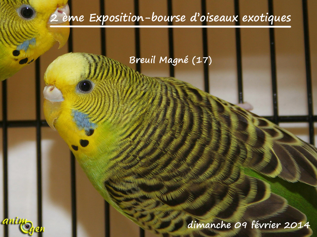 2 ème Exposition-bourse d’oiseaux exotiques à Breuil Magné (17), le dimanche 09 février 2014
