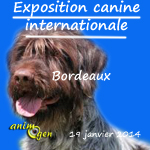 Exposition canine internationale à Bordeaux (33), le dimanche 19 janvier 2014