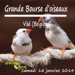 Grande Bourse d’oiseaux à Visé (Belgique), le samedi 18 janvier 2014