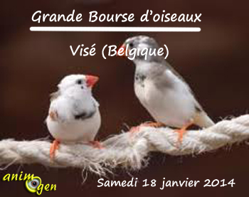 Grande Bourse d’oiseaux à Visé (Belgique), le samedi 18 janvier 2014