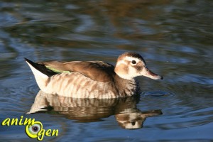 La sarcelle à collier (calloneta leucophyrs)