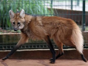 Sauvegarde des espèces animales : projet Embrapa, le Brésil vise le clonage d'animaux sauvages