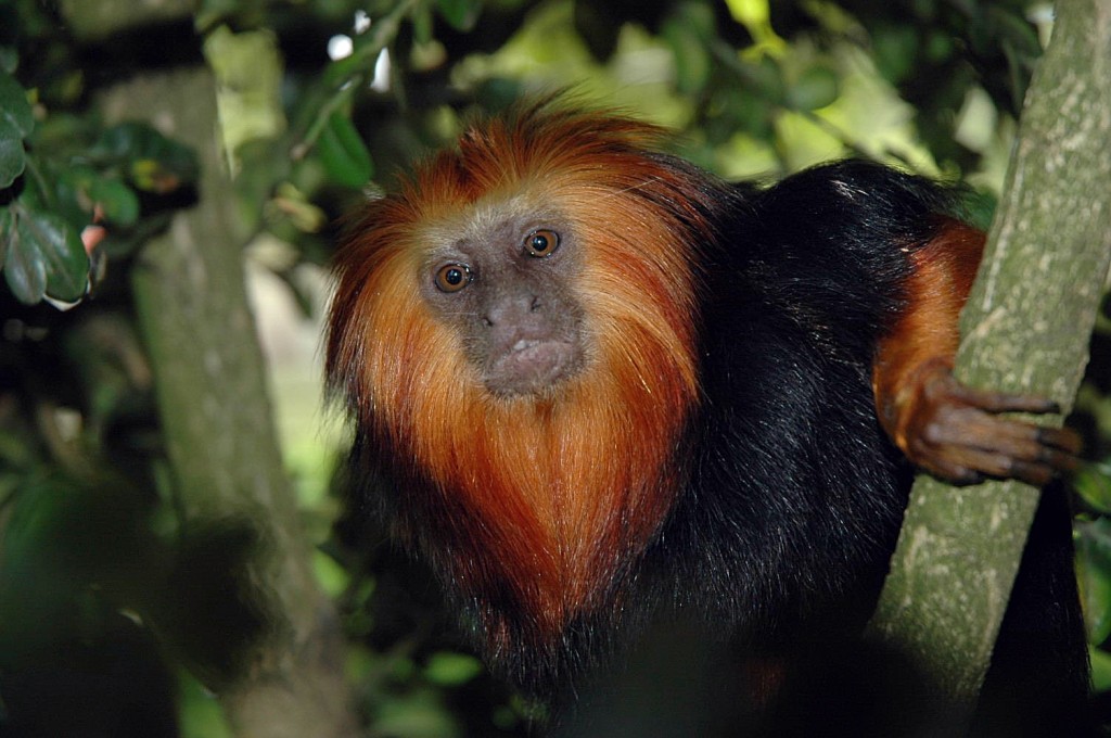 Sauvegarde des espèces animales : projet Embrapa, le Brésil vise le clonage d'animaux sauvages