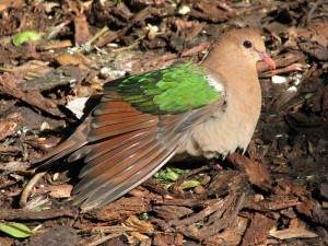 Comportement : l'arrivée d'une nouvelle colombe dans un groupe