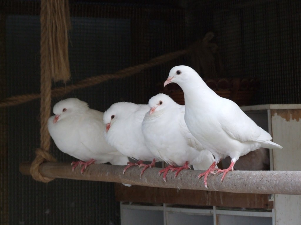 Comportement : l'arrivée d'une nouvelle colombe dans un groupe