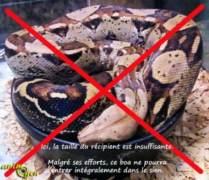 Comment choisir le récipient d'eau d'un serpent ?