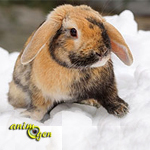 Santé : des lapins en hiver, ou comment permettre à nos lagomorphes de résister au froid