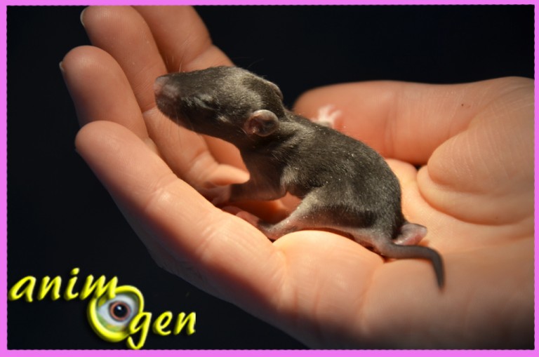 La reproduction chez les rats de compagnie de la naissance au sevrage animOgen