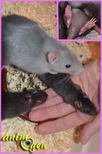 La reproduction chez les rats de compagnie : de la naissance au sevrage