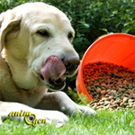 Comportement : la gourmandise chez le chien (causes, symptômes, solutions)