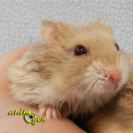 Morsure ou fuite : pourquoi le comportement d’un hamster peut-il changer brusquement ?