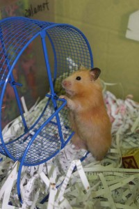 Morsure ou fuite : pourquoi le comportement d’un hamster peut-il changer brusquement ?