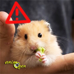 Alimentation : les aliments toxiques pour les hamsters (liste)