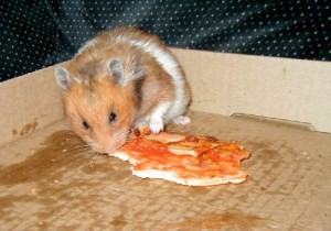 Alimentation : les aliments toxiques pour les hamsters (liste)