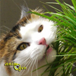 L'herbe à chat : variétés et effets sur le comportement animal