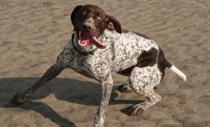 Trouble du comportement : l'hyperactivité chez le chien (causes, symptômes, solutions)
