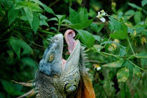 L’iguane vert, ou Iguana iguana, un géant réservé aux initiés