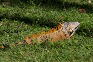 L’iguane vert, ou Iguana iguana, un géant réservé aux initiés