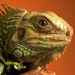 L’iguane vert, ou Iguana iguana, un géant réservé aux initiés