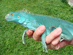 L’iguane vert, ou Iguana iguana, un géant réservé aux initiés