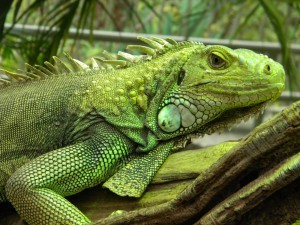 L’iguane vert, ou Iguana iguana, un géant réservé aux initiés