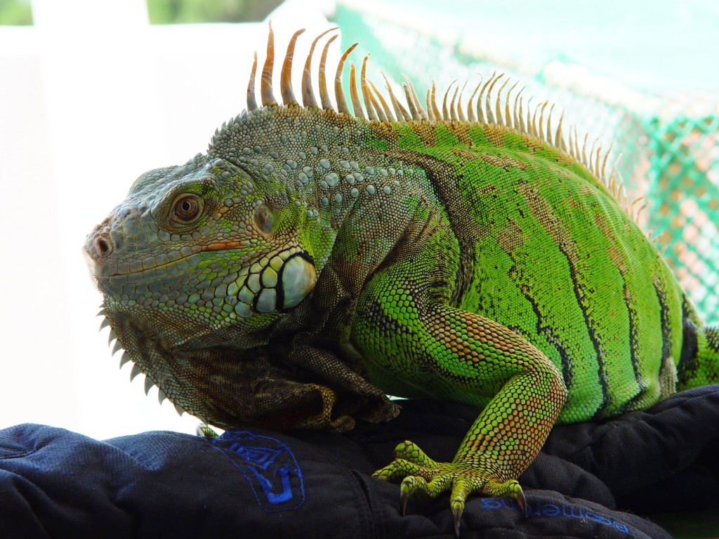 L’iguane vert, ou Iguana iguana, un géant réservé aux initiés