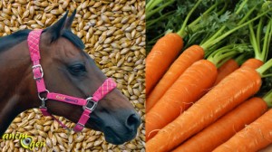 Le "mash", un plat chaud d'hiver pour les chevaux (recette)