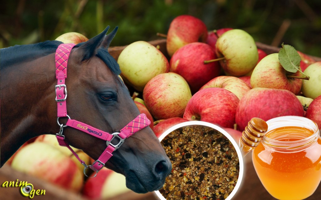 Le "mash", un plat chaud d'hiver pour les chevaux (recette)