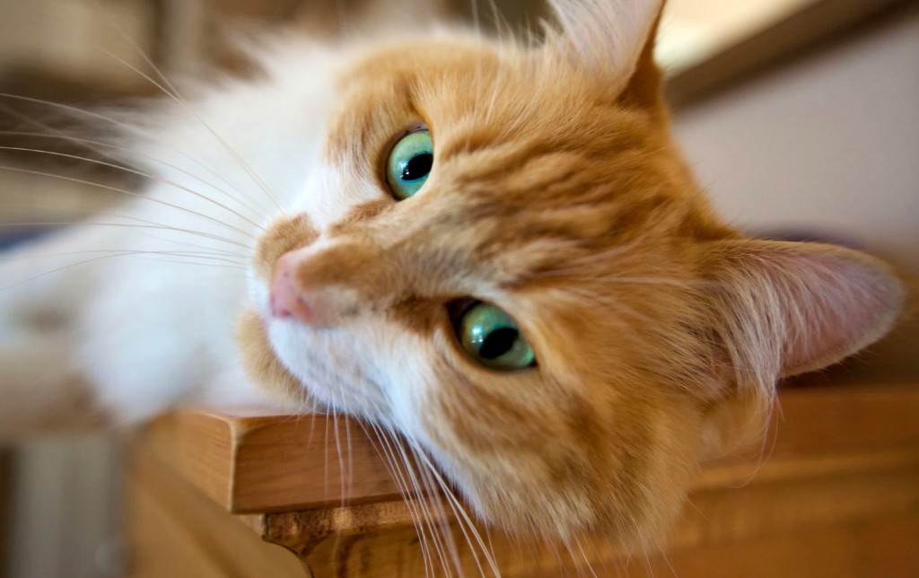 Comportement : pourquoi les chats montent-ils sur les tables et comptoirs ?