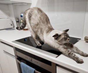 Comportement : pourquoi les chats montent-ils sur les tables et comptoirs ?