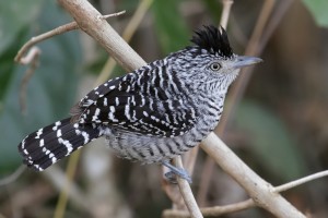 Comment les oiseaux se nourrissent-ils dans la nature ? (stratégie alimentaire)