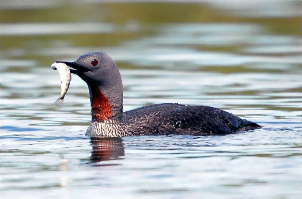 Comment les oiseaux se nourrissent-ils dans la nature ? (stratégie alimentaire)