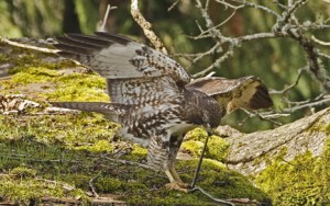 Comment les oiseaux se nourrissent-ils dans la nature ? (stratégie alimentaire)