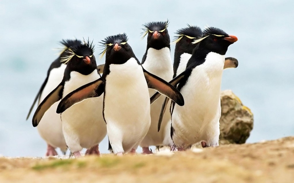 Les Pingouins Ont Ils Des Genoux Tous les pingouins ne sont pas des manchots, comment faire la