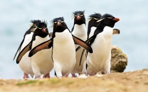 Tous les pingouins ne sont pas des manchots, comment faire la différence ?