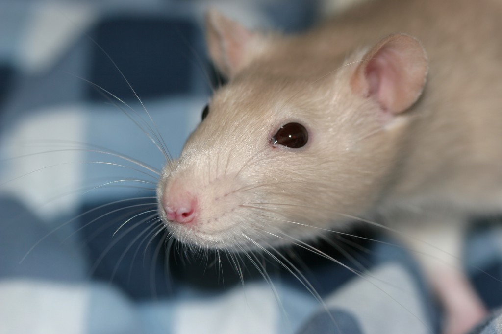 La reproduction chez les rats de compagnie : cycle, oestrus (chaleurs) et gestation