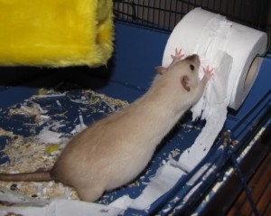La reproduction chez les rats de compagnie : cycle, oestrus (chaleurs) et gestation